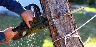  Milpitas, CA Tree Removal and Landscaping Services Pros